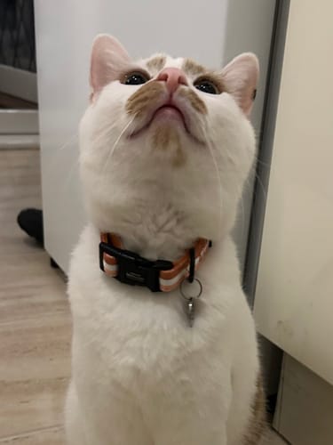 Customer photo review of Essentials Collar – Rust - Sale