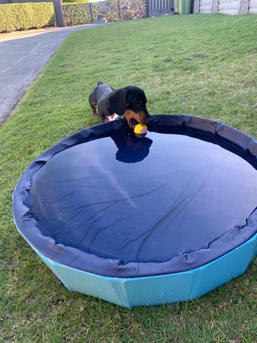 Customer photo review of Pawz Pet Dog Pool – Folding 2-in-1 Splash Bath Tub
