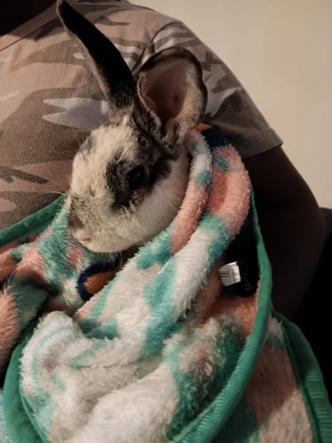 Customer photo review of Respiratory Infection Remedy for Rabbits