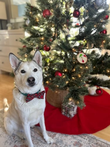 Customer photo review of Red Tartan Plaid Bow Tie for Dog Collar or Cat Collar