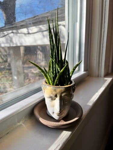 Customer photo review of Sansevieria Fernwood 'Mikado' | Fernwood Snake Plant