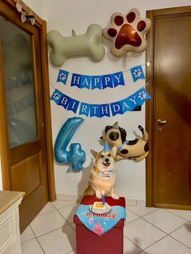 Customer photo review of Torta Per Cani Happy Birthday Personalizzabile