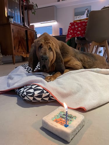 Customer photo review of Torta Per Cani Personalizzabile: YOU ARE THE BEST