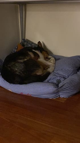 Customer photo review of Gioco Osso