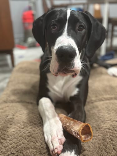 Customer photo review of Smoked Beef Marrow Bone