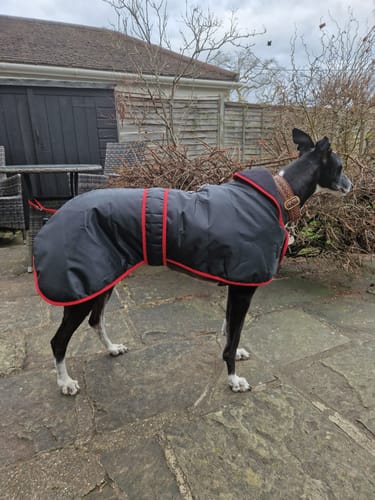 Customer photo review of Vetra - Warm Sighthound Coat with Zip Harness Hole