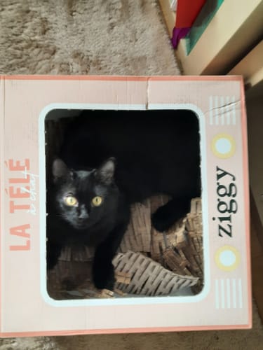 Avis photo d'un client sur Pâtée Chat Stérilisé Sans Céréales - Poulet