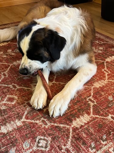 Customer photo review of Extra Thick Bully Sticks - 12 Inch