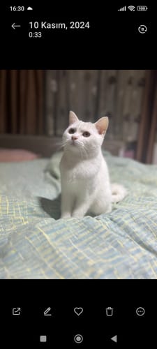 Customer photo review of Plus+b for Cats 50ml (Kediler İçin Tüy Dökülmesi Engelleyici Biotin Tüy Sağlığı Damlası)