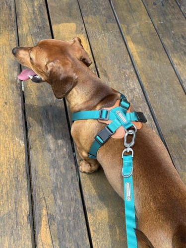 Customer photo review of BOBO X-shaped Harness Design 3-in-1 Dog Leash, Harness, and Travel Bag Set for Trachea Protection