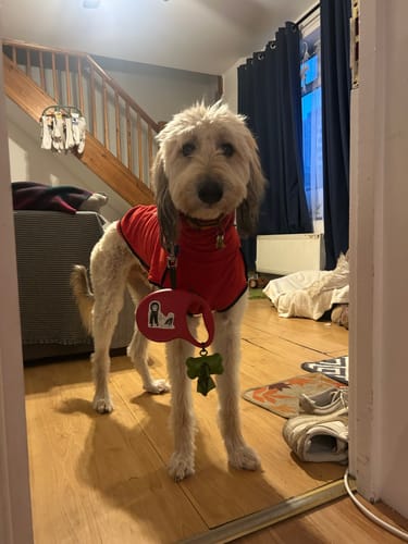 Customer photo review of Fleece Sighthound Base-Layer Coat with Underbelly and Snood