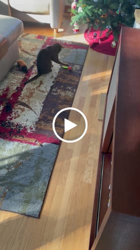 undefined review of SPEEDY TAIL 2.0 image 1 out of 1