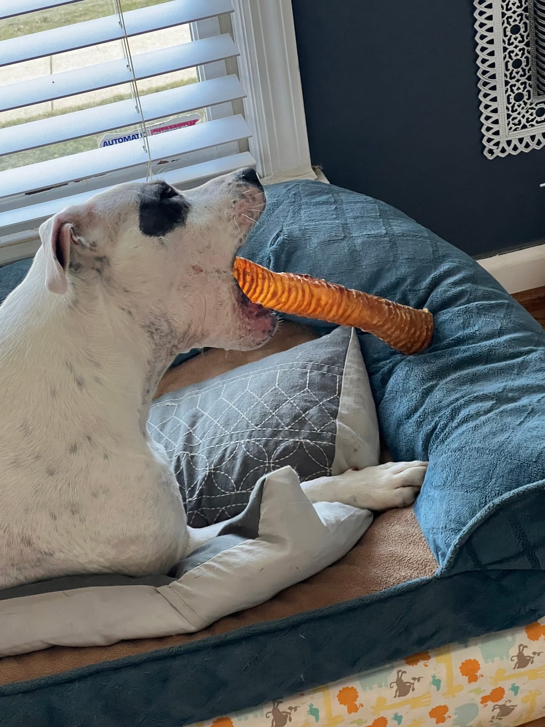 Customer photo review of PawProtect