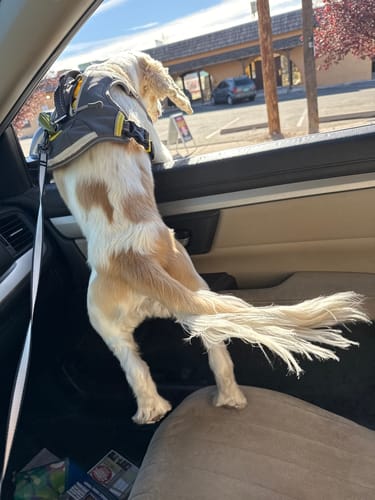 Customer photo review of FIDA AutoBrake Leash