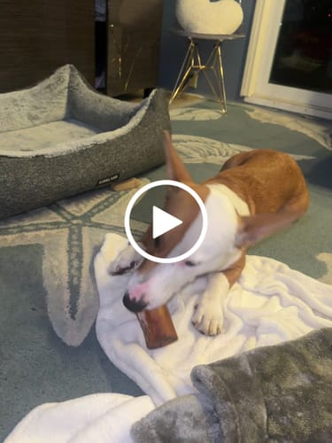 Customer video review of Smoked Beef Marrow Bone