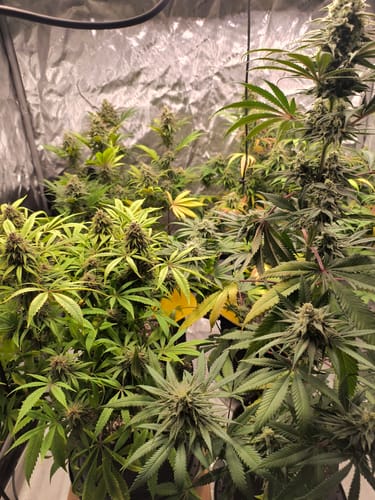 Customer photo review of Organishield