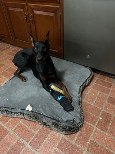 Customer photo review of TRADITIONAL HIMALAYAN YAK CHEWS | ALL SIZES