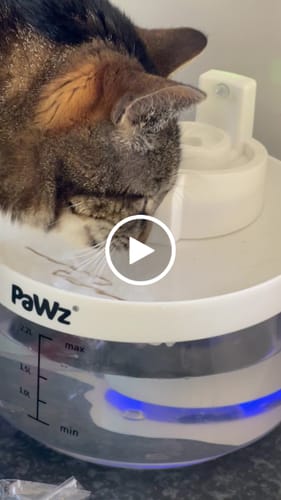 Customer video review of Pawz LED Automatic Electric Pet Water Fountain Dog Cat Drinking Dispenser 2.2L