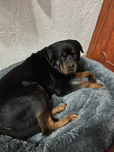 Customer photo review of Cama Antiestrés Para Perros