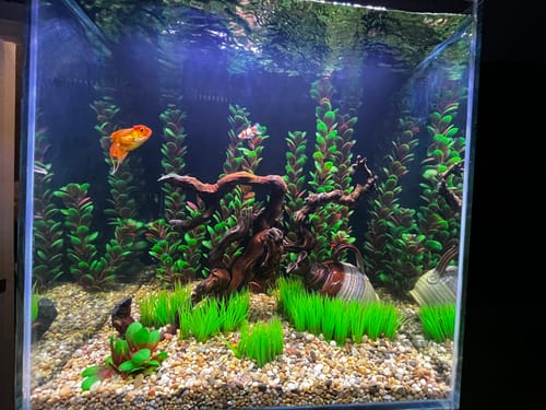 undefined review of Fiji Cube- Fiji Flow DC water pumps with controller image 1 out of 1