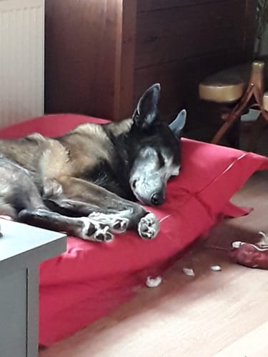 Kundenbewertung mit Foto zu BELISY > Gelenk Komplex < Gelenktabletten für Hunde & Katzen - 100 Tabletten