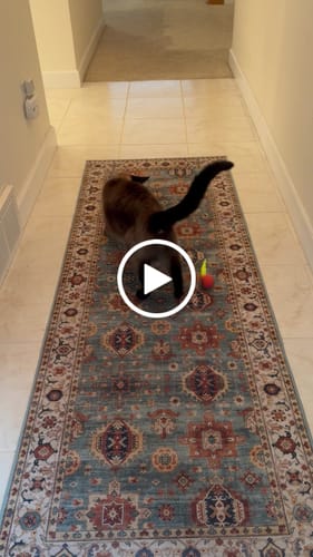 Kimberly P. review of SPEEDY TAIL 2.0 image 1 out of 1