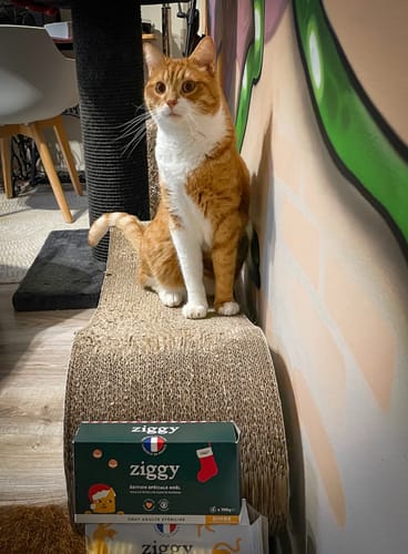 Avis photo d'un client sur Pâtée de Noël - Dinde, Courge et Cranberries