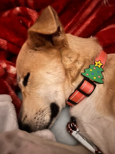 Customer photo review of Holiday Dog Badge Bundle