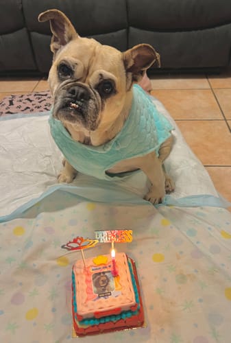 Customer photo review of Incanto per Lei Personalizzabile CON FOTO, Torta Per Cani Superiore
