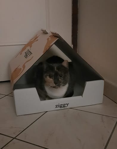 Avis photo d'un client sur Croquettes Chat Stérilisé Sans Céréales - Saumon