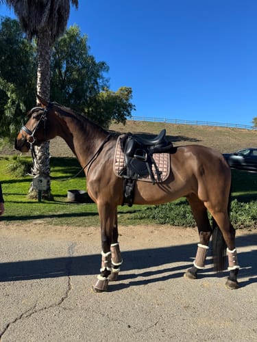 Customer photo review of Python Shimmer Snaffle