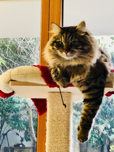 Avis photo d'un client sur Croquettes Chat Stérilisé Sans Céréales - Poulet