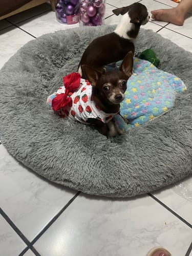Customer photo review of Cama Antiestrés Para Perros