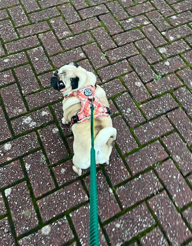 Lauren review of Tough Trails™ Harness - Pumpkin Plaid image 1 out of 1