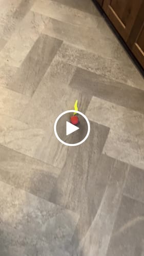 Suzanne C. review of SPEEDY TAIL 2.0 image 1 out of 1