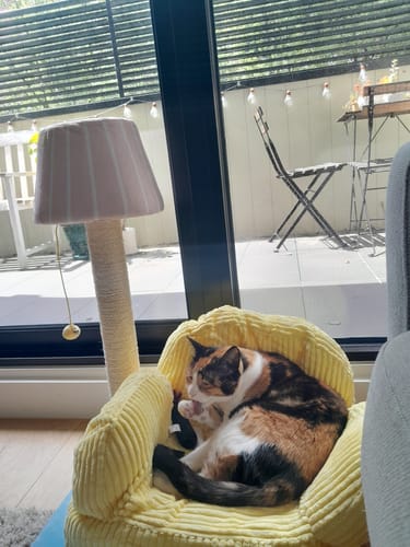 Customer photo review of PurLab Multifunctional Cat Lounge - Cozy Sofa Style Cat Bed & Scratch Post