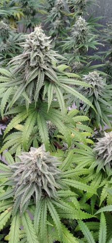 Customer photo review of BAM® Microbial Inoculant, Concentrate