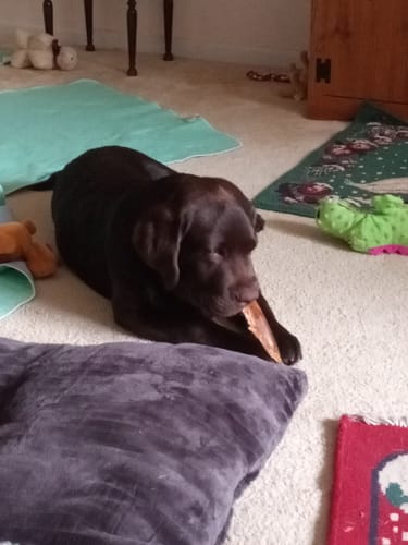 Customer photo review of Santa's Mystery Chew