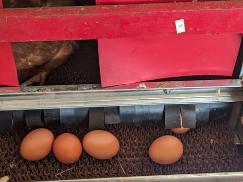 Customer photo review of Nest Box Pads (NXT V5.2)
