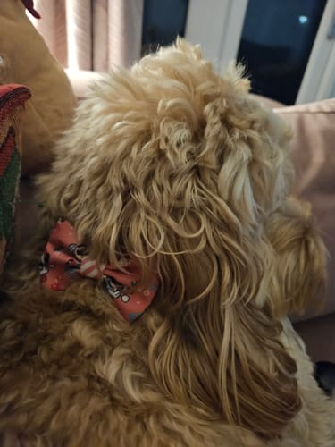 Karen review of Disney© Bow Tie - Minnie's Christmas image 1 out of 1