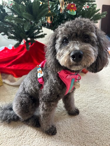 Customer photo review of Snowman Jiby Dog Charm