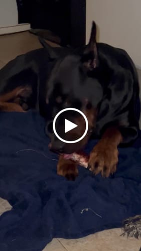 Customer video review of Smoked Beef Marrow Bone