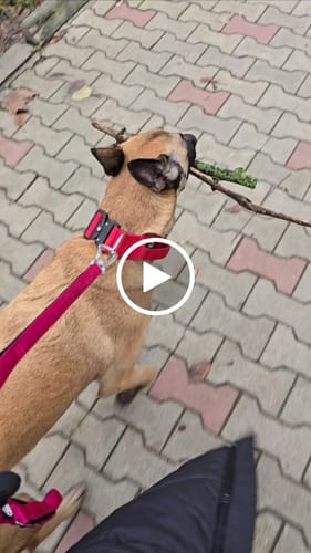 Diana T. review of Ladder Lead - Multiple Handles - Carminerose image 1 out of 1