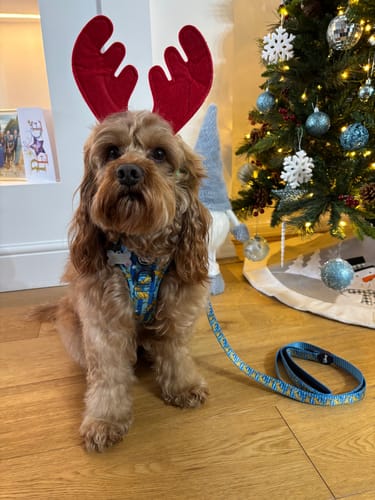 Customer photo review of Disney© Collar - Simba