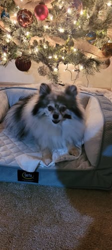 Customer photo review of Pixie Bully Sticks - 6 Inch