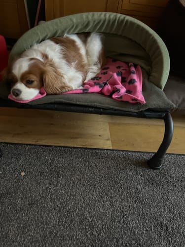 Customer photo review of Avocado & New Olive Snuggle Tunnel