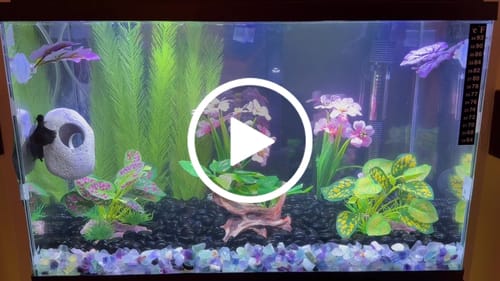 Customer video review of Black Dragon Halfmoon Male Betta Fish