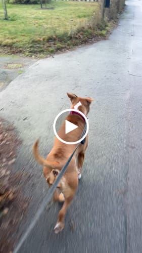 Stefanie S. review of 5cm Combat® Collar | With Handle & Secure Clip - Burgundy image 1 out of 1