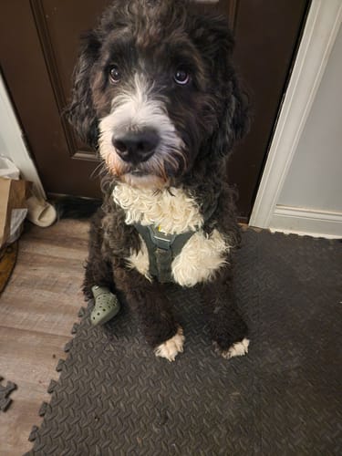 Customer photo review of WagWellies® Mojave