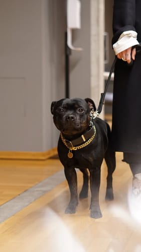 Špela A. review of 4cm Combat Billowthane® Collar | Waterproof - Platinum image 1 out of 1